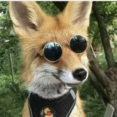 Profile image of 여우