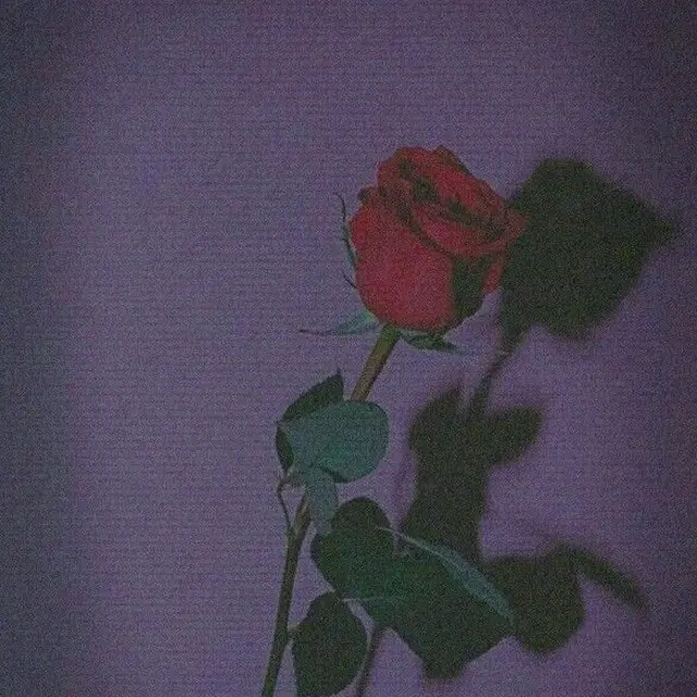 ydkso234의 사랑의 하츄핑