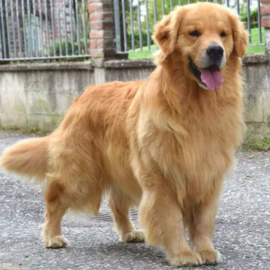 Profile image of Tuba