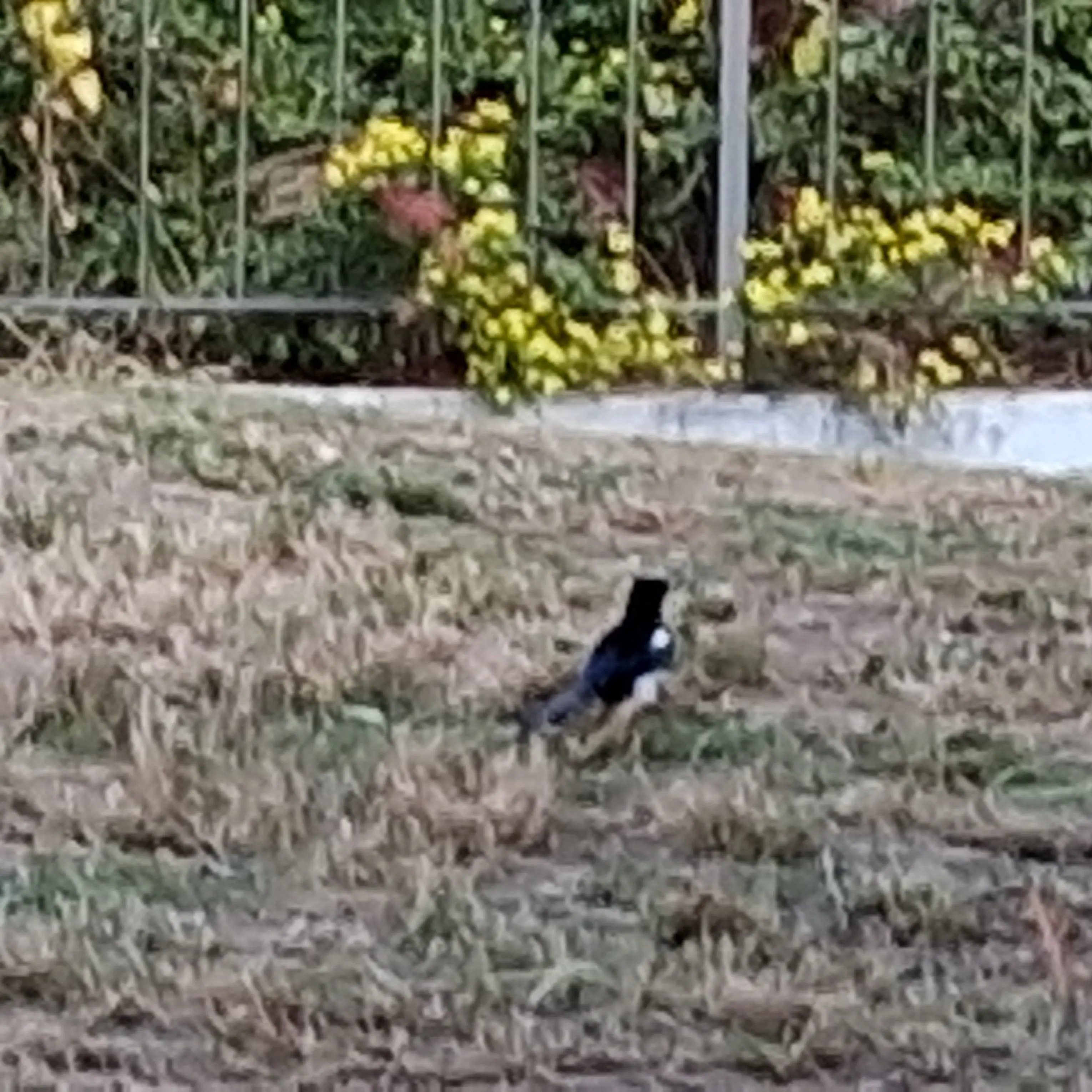 ClassyPeak5425의 이건 아님