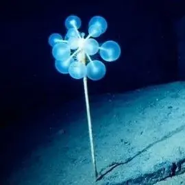 diver.의 탁구공나무해면