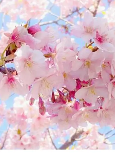 wasasebirutya의 お花見