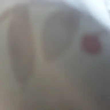 Profile image of 공식이 쉐밀솔로래요