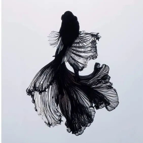 ynnjii의 게토 스구루