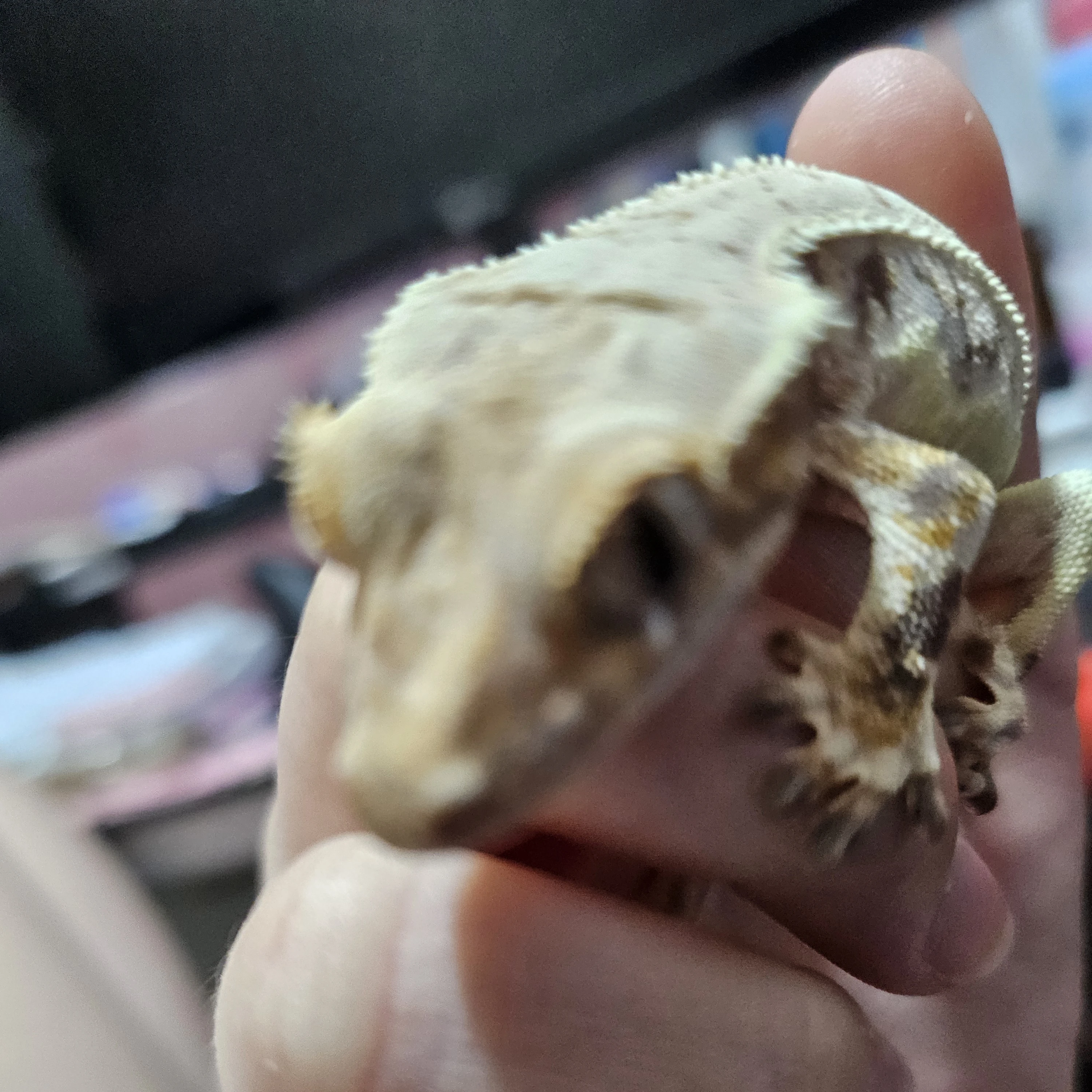 크림