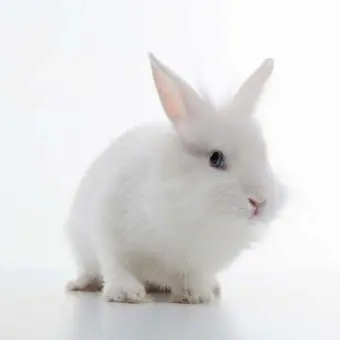Profile image of 벨키