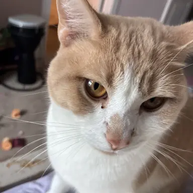 Profile image of Brightpaw