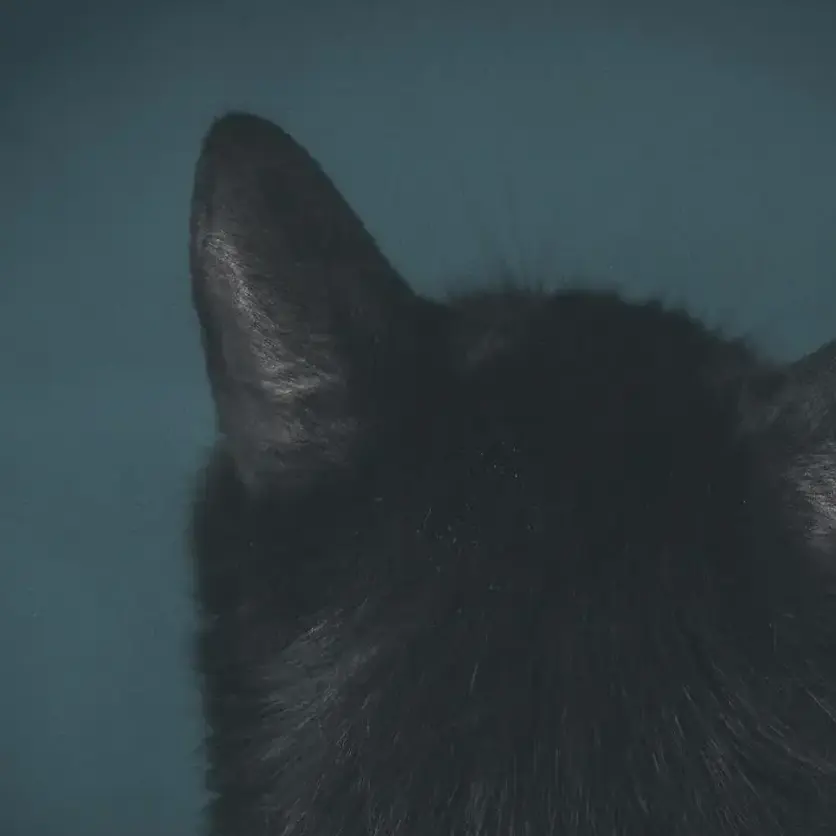 ._____.2064의 噂の黒猫