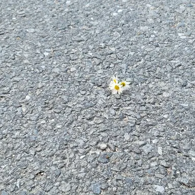 Profile image of 김 각별