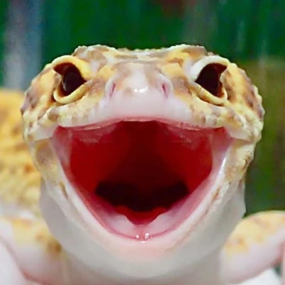 류