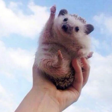 오뉴
