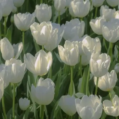 Profile image of 정형준