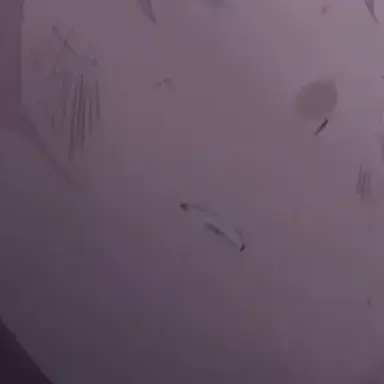 Profile image of ホシノ