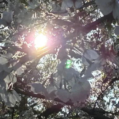 Profile image of お母さん