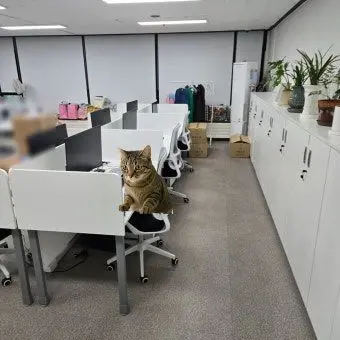 Profile image of 회사냥이