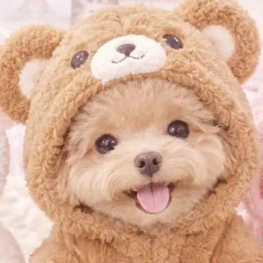 Profile image of くーちゃん