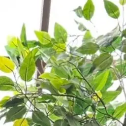 Profile image of 박지원
