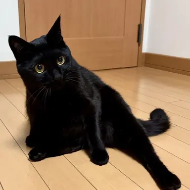 Profile image of 세계관