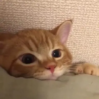 Profile image of 성호