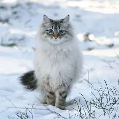 Profile image of 곽지한