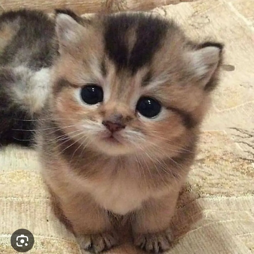 AgileCase0128의 빛나즈와 같이 고양이 키우기