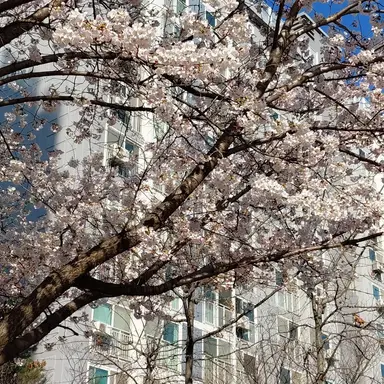 Profile image of 양정인