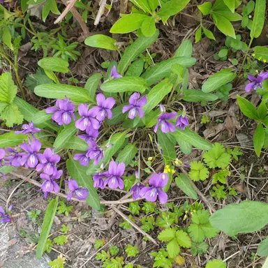 Profile image of 텔러