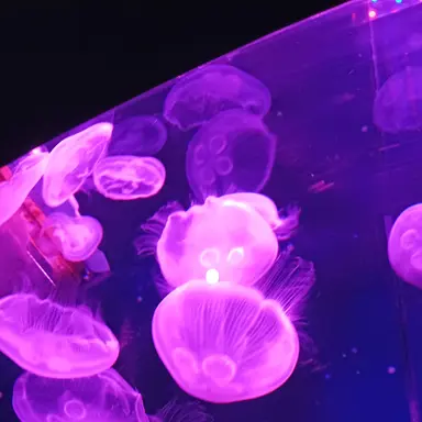 Profile image of 수현