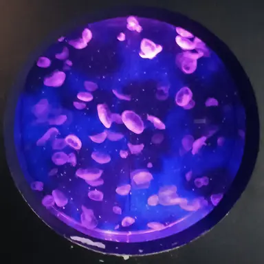 Profile image of 덕개