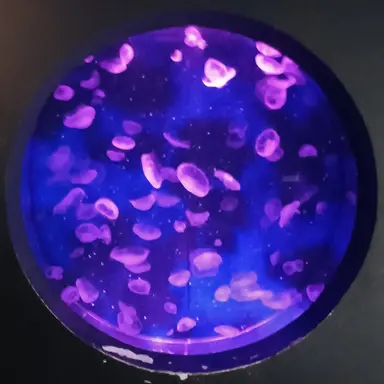 Profile image of 각별