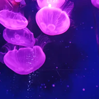 Profile image of 잠뜰