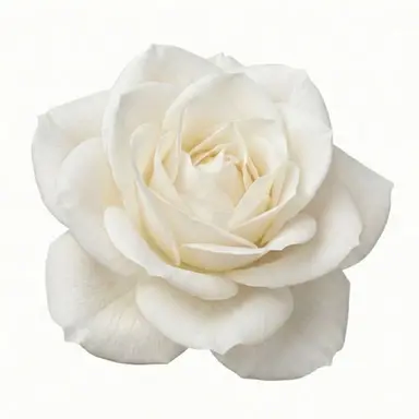 Profile image of 한재현