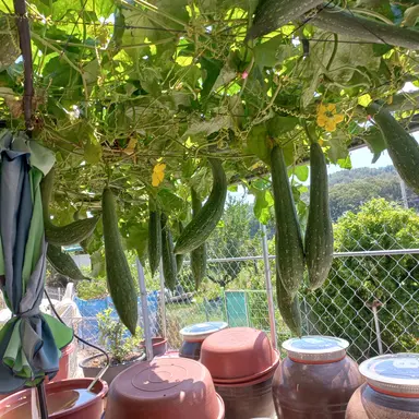 Profile image of 라경장