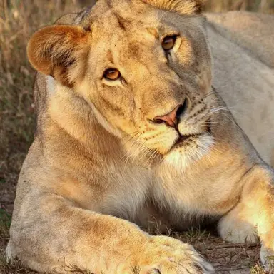 Profile image of Amara