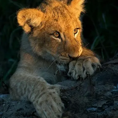 Profile image of Zira