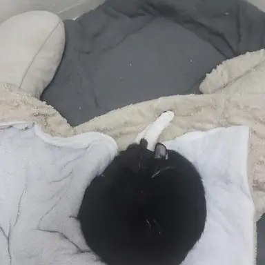 Profile image of 주디 홉스