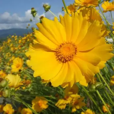 Profile image of 岩本照