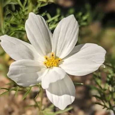 Profile image of ラウール