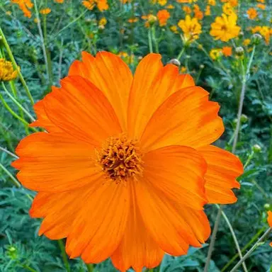 Profile image of 向井康二