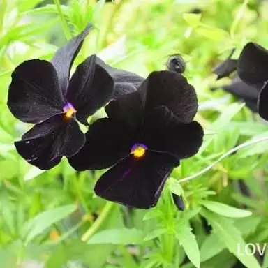 Profile image of 目黒蓮