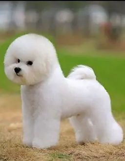 Profile image of 구름이