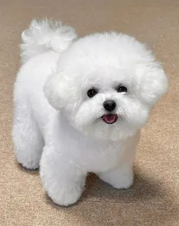 Profile image of 구름이
