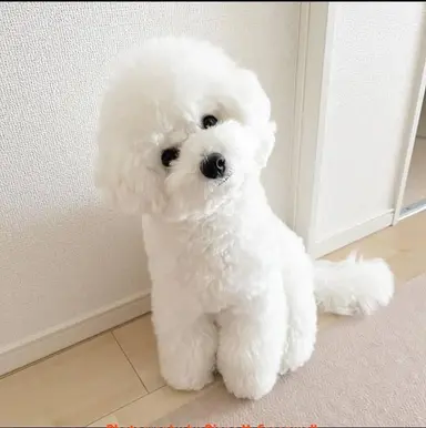 Profile image of 구름이