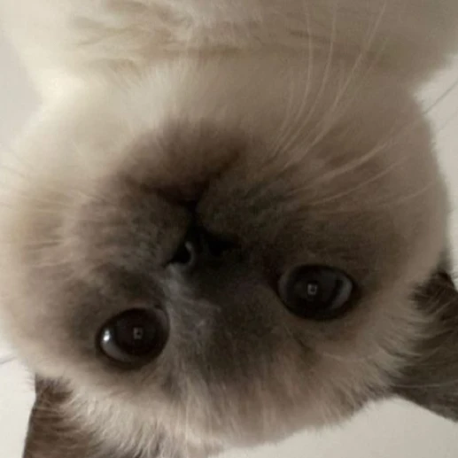 오뉴