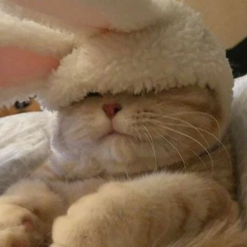 냥이