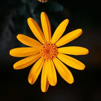 Profile image of 김각별