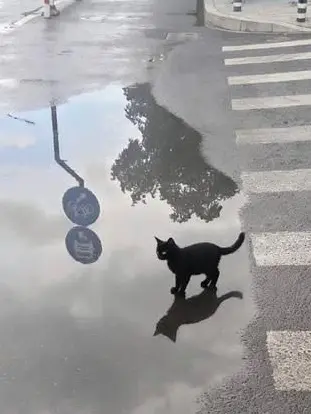 kenma_is_my_husband의 남친의 져지를 입었습니다!