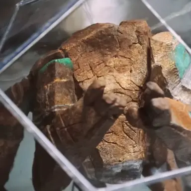 Profile image of Rocky