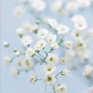 Profile image of 설피시아