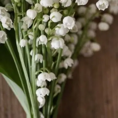 Profile image of 디디메